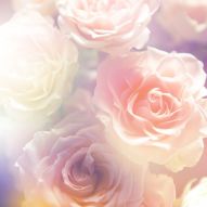 Фотообои Белые розы в солнечном свете