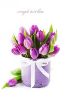 Фотообои Букет фиолетовых тюльпанов
