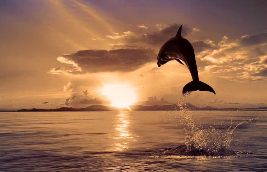 Картина на холсте Дельфин в прыжке, арт hd0378301