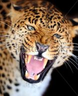 Фотообои Леопард рычит