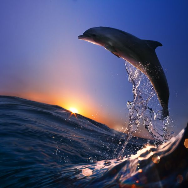 Картина на холсте Дельфин море, арт hd0421901
