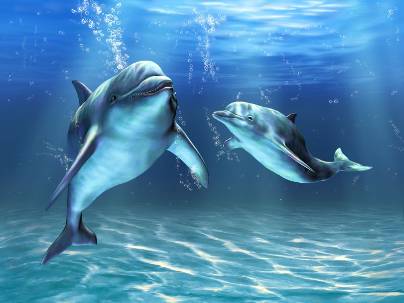 Картина на холсте Дельфины под водой, арт hd0476401