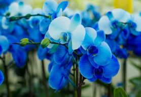 Фреска синие орхидеи