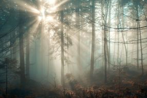 Фреска Туманный лес и солнце