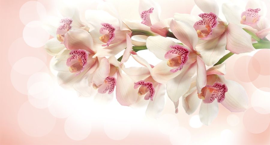 Фреска 3D Цветы орхидеи