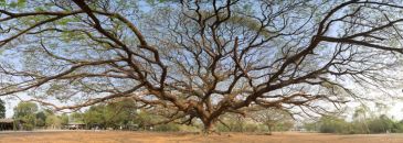 Фотообои Причудливое дерево
