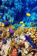 Фотообои Рыбы и кораллы