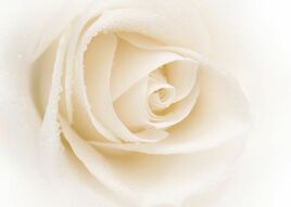Фотообои Большая нежная роза