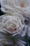Фотообои Капли росы на белой розе