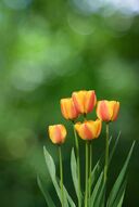 Фреска Оранжевые тюльпаны
