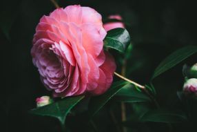 Фреска Хрупкие лепестки нежной розы