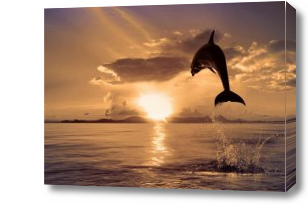 Картина Дельфин в прыжке