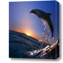 Картина Дельфин море