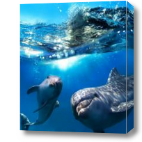 Картина Дельфины под водой