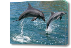 Картина Два дельфина